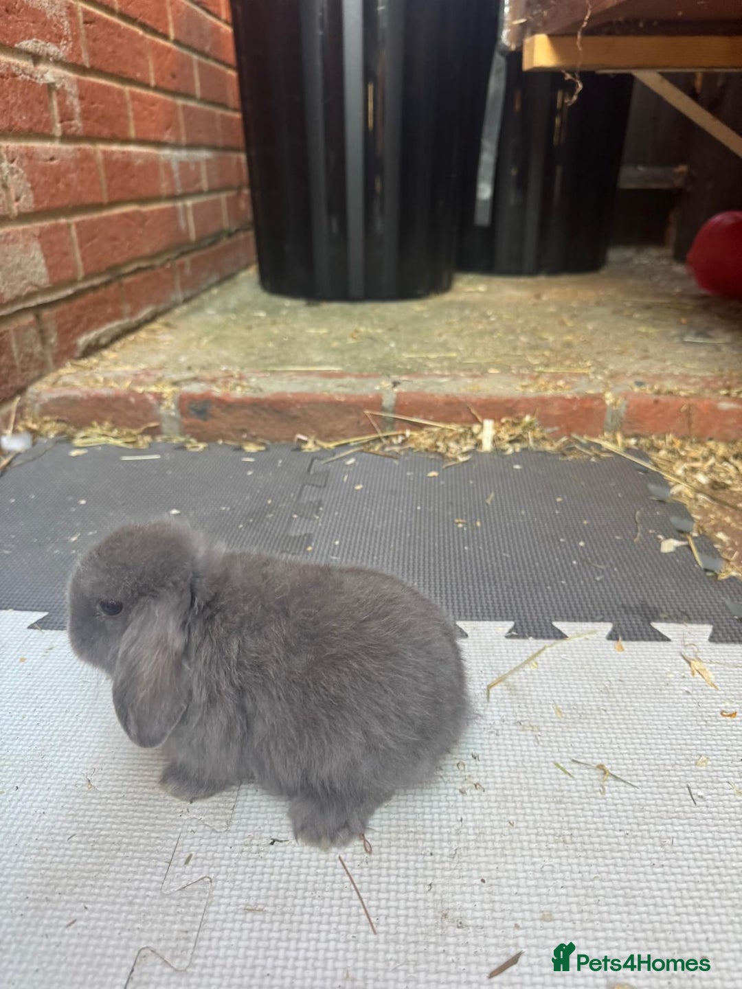 Dwarf Lop rabbits for sale: Dwarf lop kitts  - Image 2
