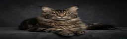 Maine Coon cats for stud: GCCF & TICA BLACK SILVER & TABBY MAINE COON STUDS - Advert 5