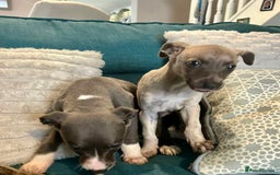 Mixed Breed dogs for sale: 2 Italian Greyhound x Whippet Pups for Sale  - Image 2