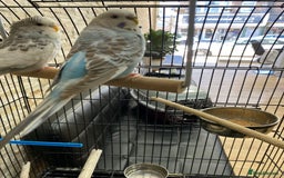Budgerigars birds for sale: budgies - Image 4