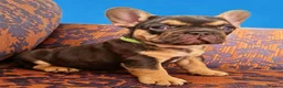 French Bulldog dogs for sale: 🌟REDUCED🌟only one girl and one boy left - Advert 22