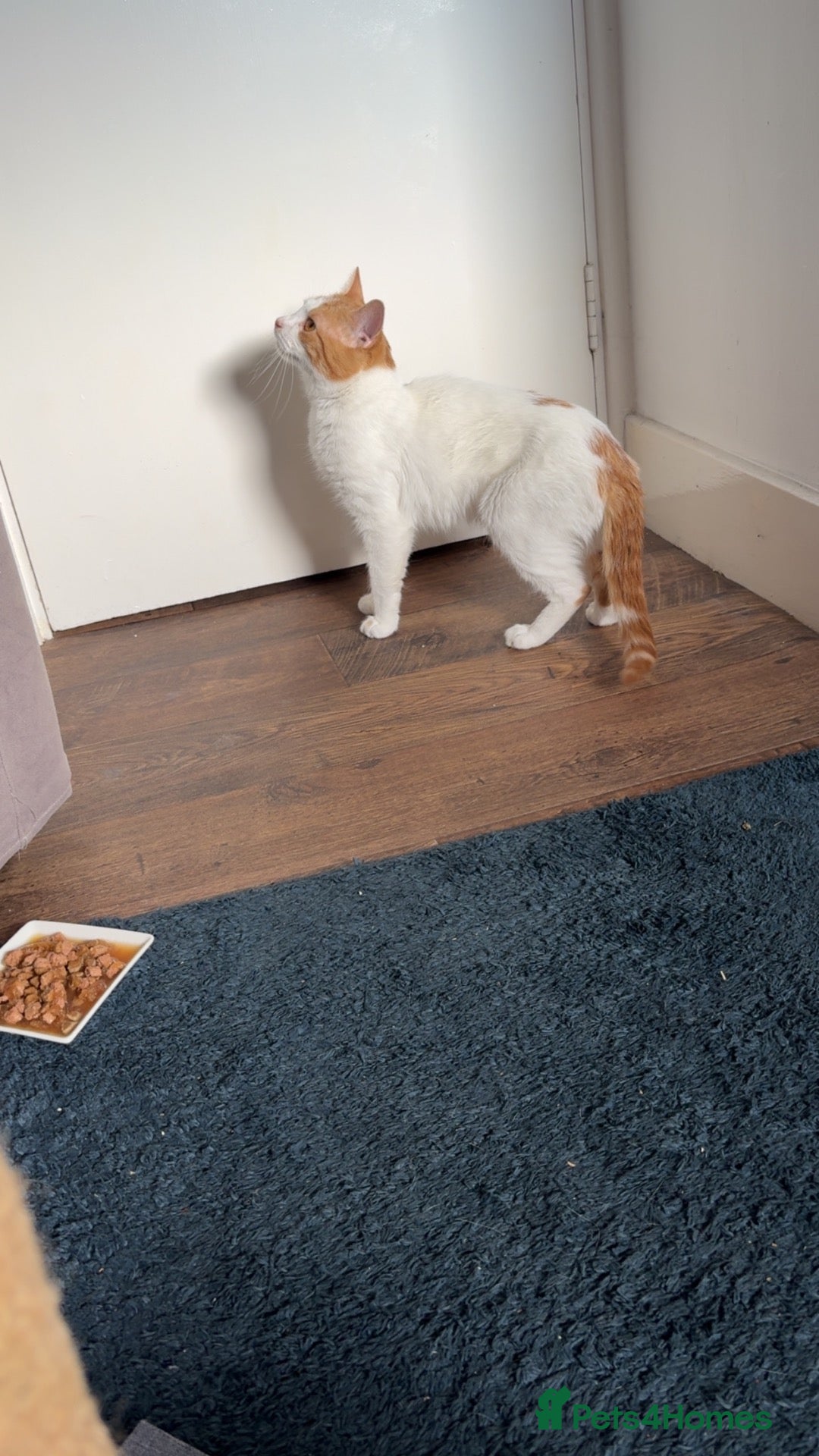 British Shorthair cats Chip  - Advert 1