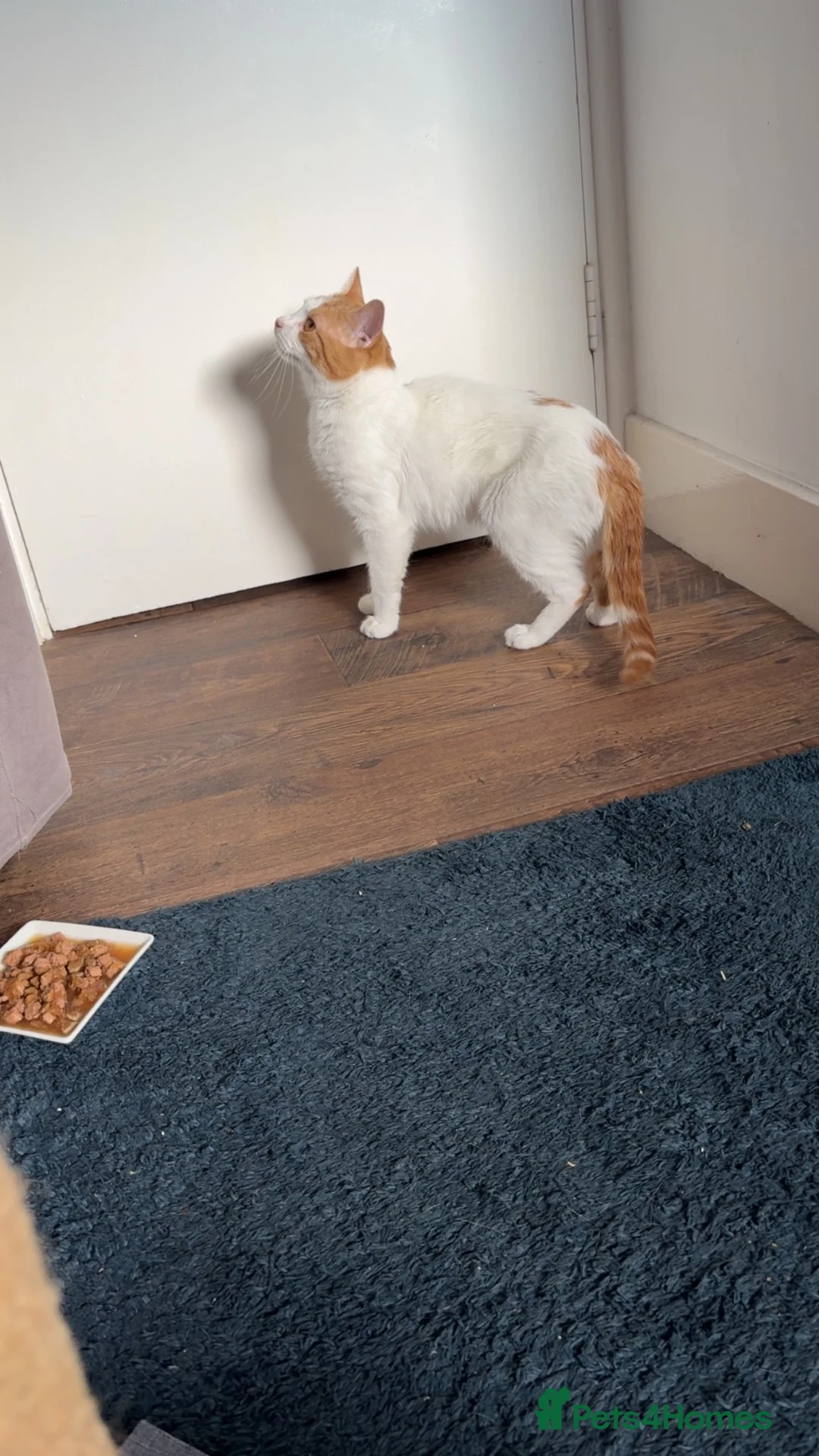 British Shorthair cats for stud: Chip  - Advert 1