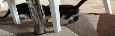  Kitten 1