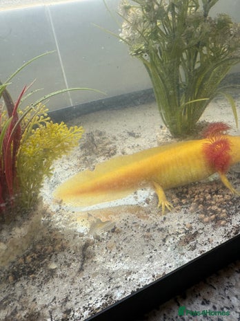 Axolotl reptiles - Advert 3