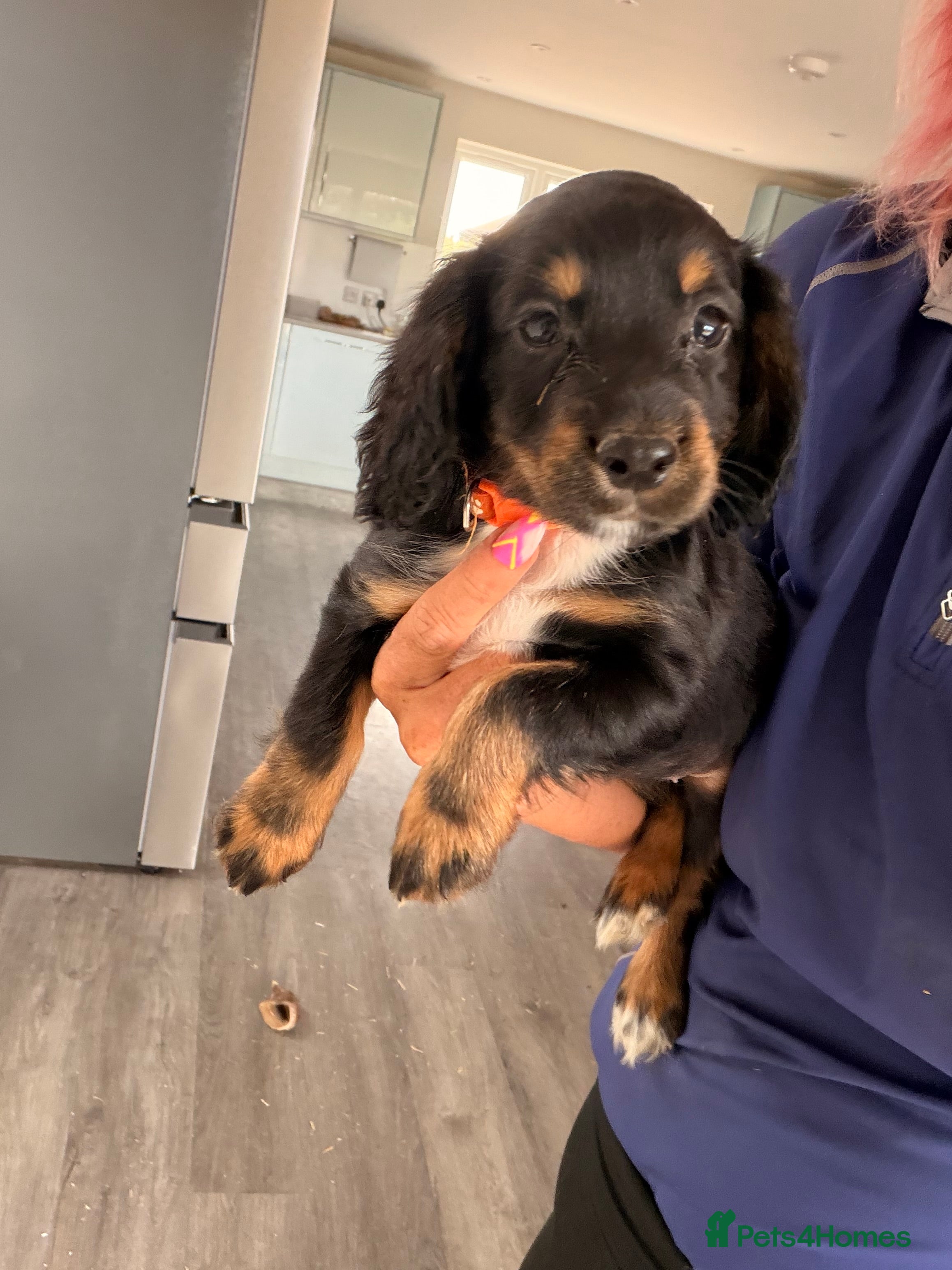 Cocker Spaniel dogs Cocker spaniel puppies ready Sunday  - Advert 2