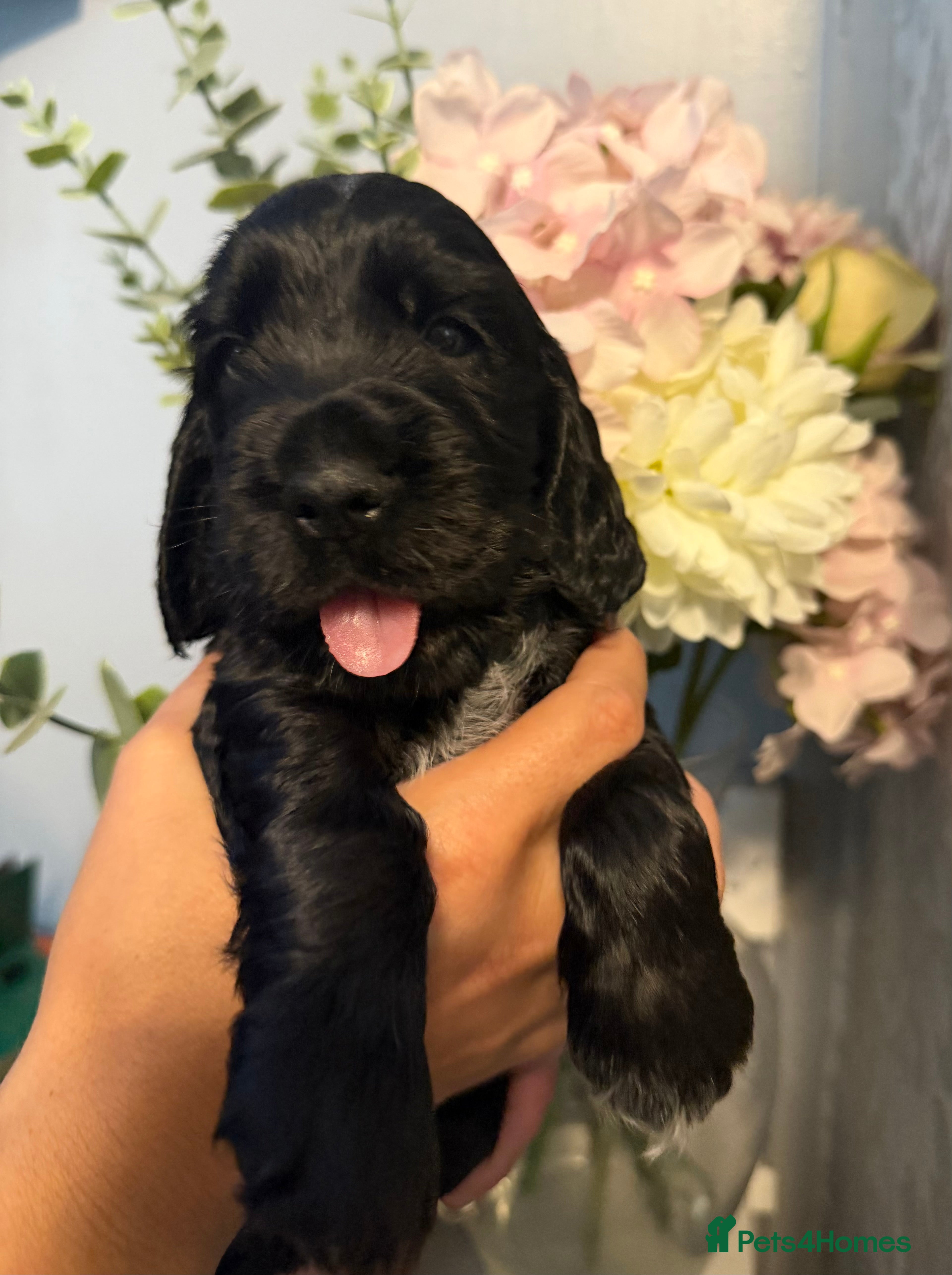 Cocker Spaniel dogs Stunning show cocker spaniels - Advert 2