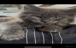 Maine Coon cats for sale: Last 2 Maine coon kittens  - Image 18