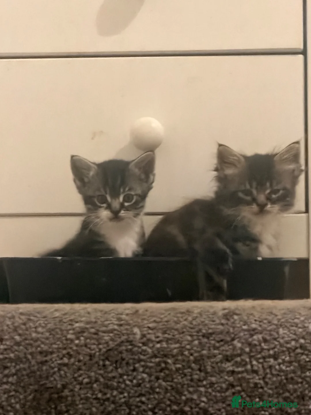 Mixed Breed cats for sale: Beautiful kittens looking for their perfect family - Advert 8