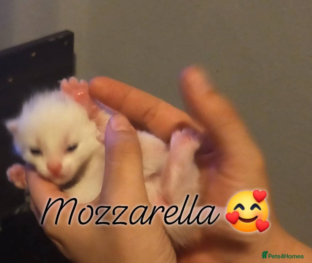 Mixed Breed cats for sale: Mozzarella: Long Haired Persian x Ragdoll x DSH - Image 3