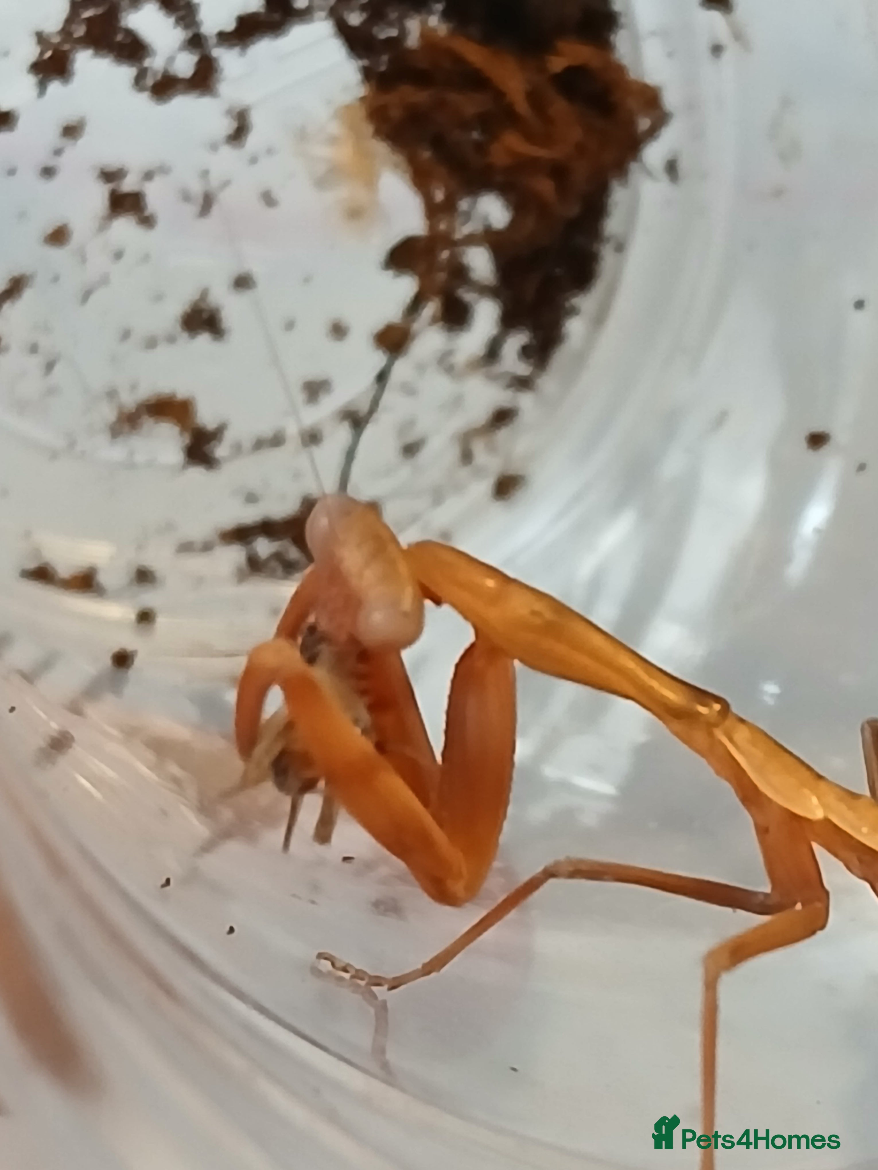 Praying Mantis invertebrates Mixed inverts mantis and more - Advert 5