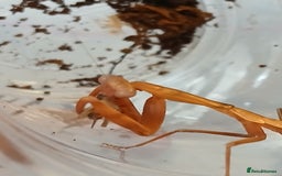 Praying Mantis invertebrates for sale: Mixed inverts mantis and more - Advert 1