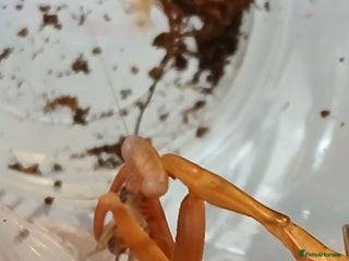 Praying Mantis invertebrates Mixed inverts mantis and more - Advert 3