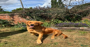 Golden Retriever dogs - Advert 1