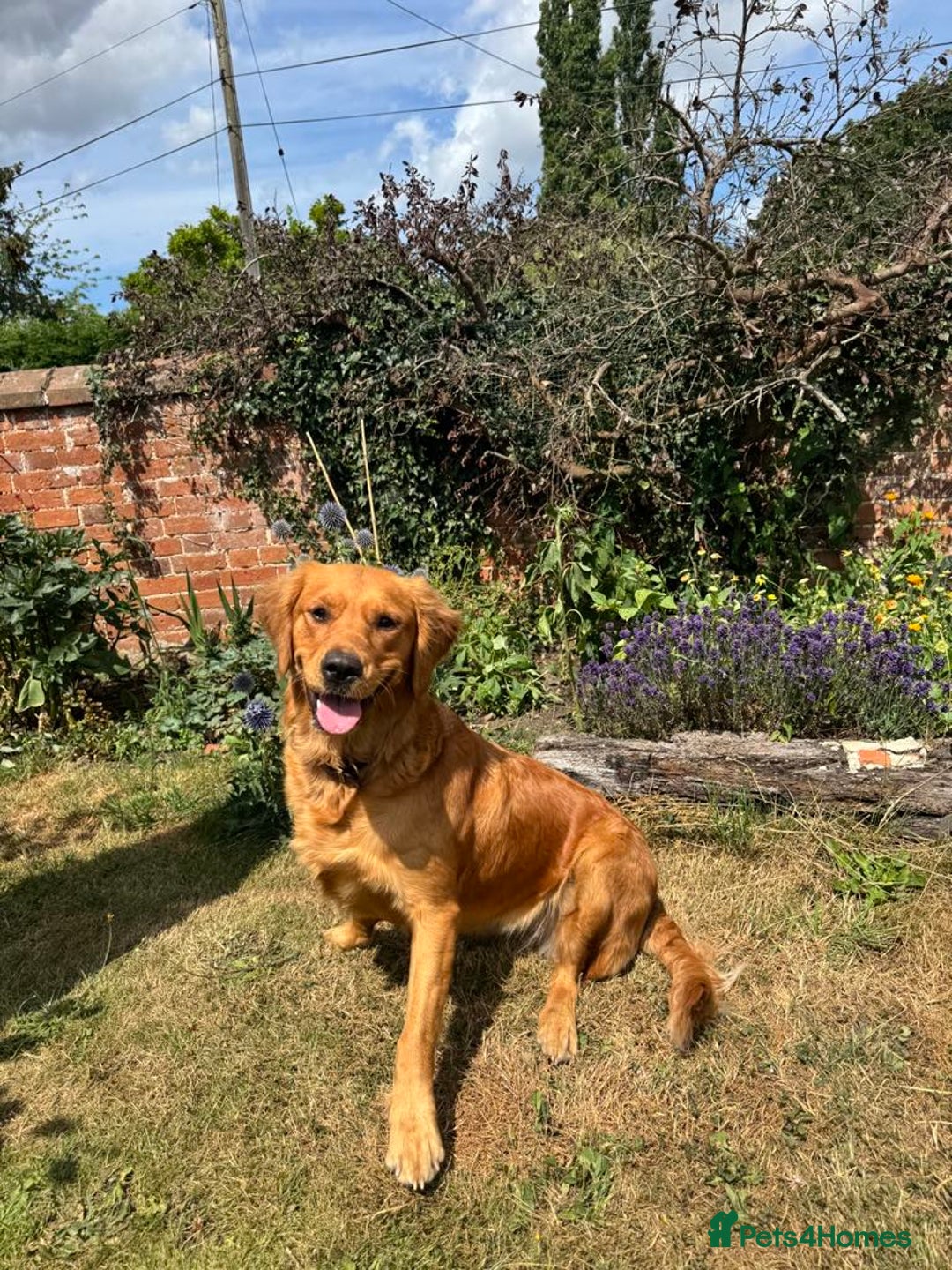 Golden Retriever dogs for sale: Beautiful litter of KC reg Golden Retriever pups  - Image 3