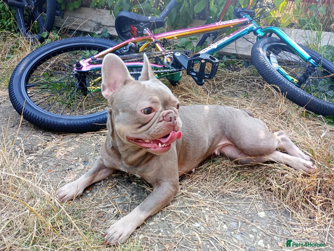 French Bulldog dogs for sale: 🩷 Bella 🩷 - Advert 3