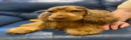 Cocker Spaniel dogs for sale: Show type cocker spaniel girl chocolate sable - Advert 4