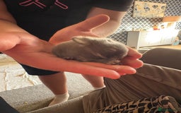 Mixed Breed rabbits for sale: Dwarf lion head/mini lop babies  - Advert 8