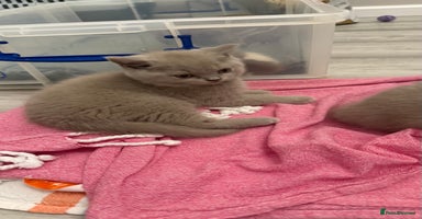 British Shorthair cats - Advert 6