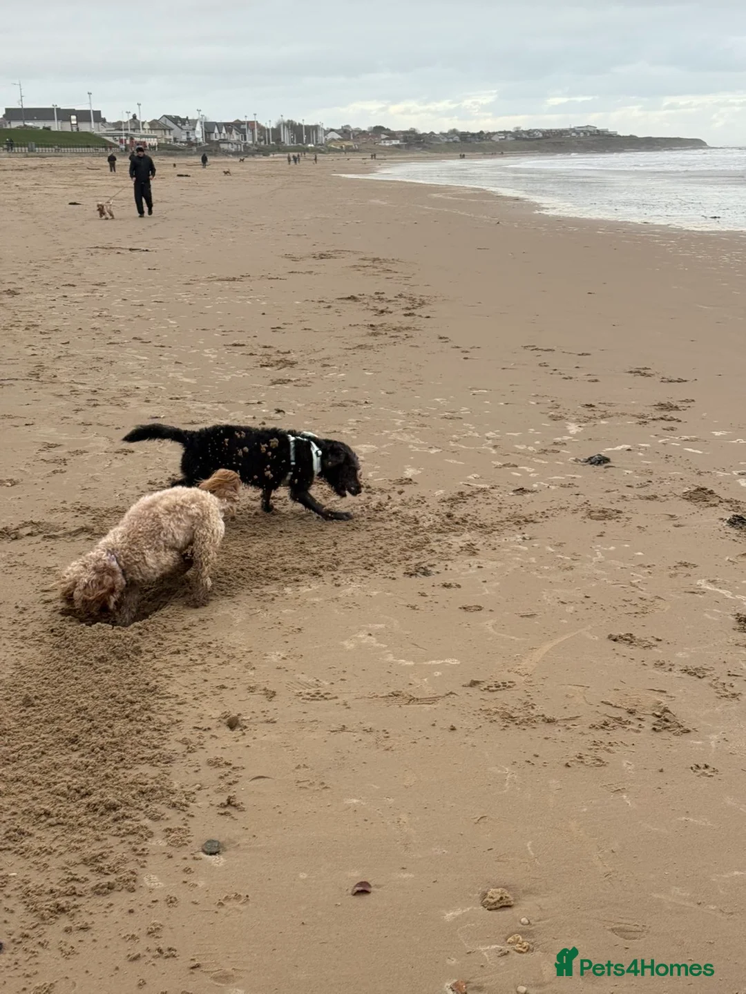 Mixed Breed dogs for sale: 8 month old working dog  - Advert 3