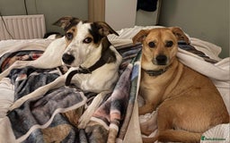 Mixed Breed dogs for adoption: Lovely Jack - Image 4