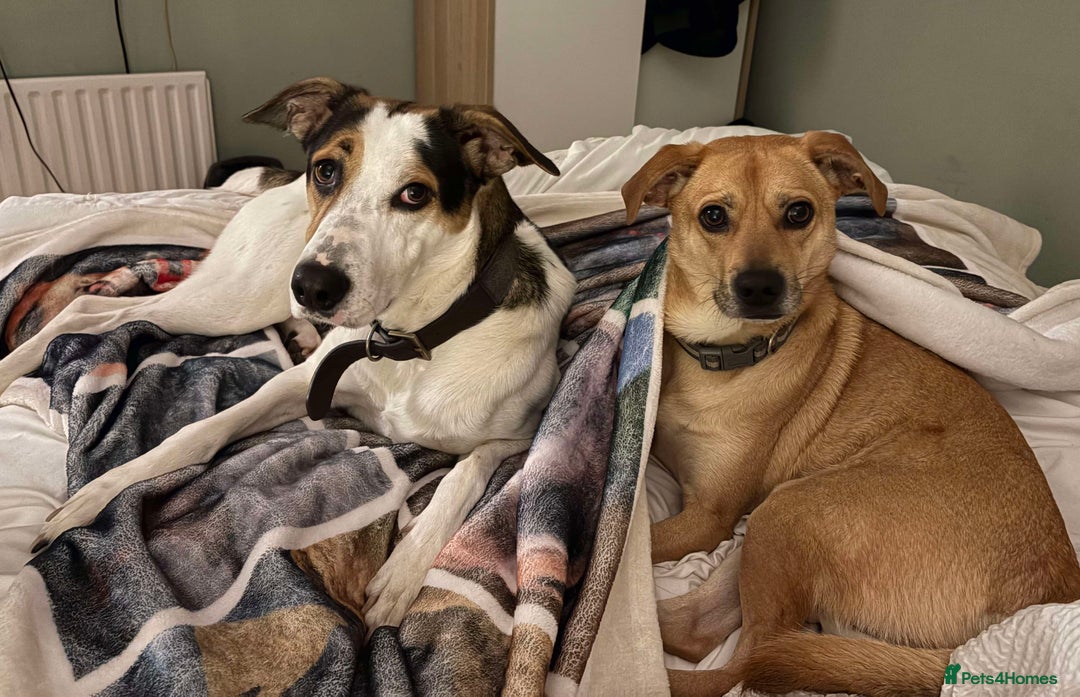 Mixed Breed dogs for adoption: Lovely Jack - Image 4