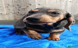 Dachshund dogs for sale: READY NOW STANDARD PRA CLR KC REG MANY CHAMPS - Image 1