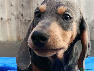 Dachshund dogs - Advert 5