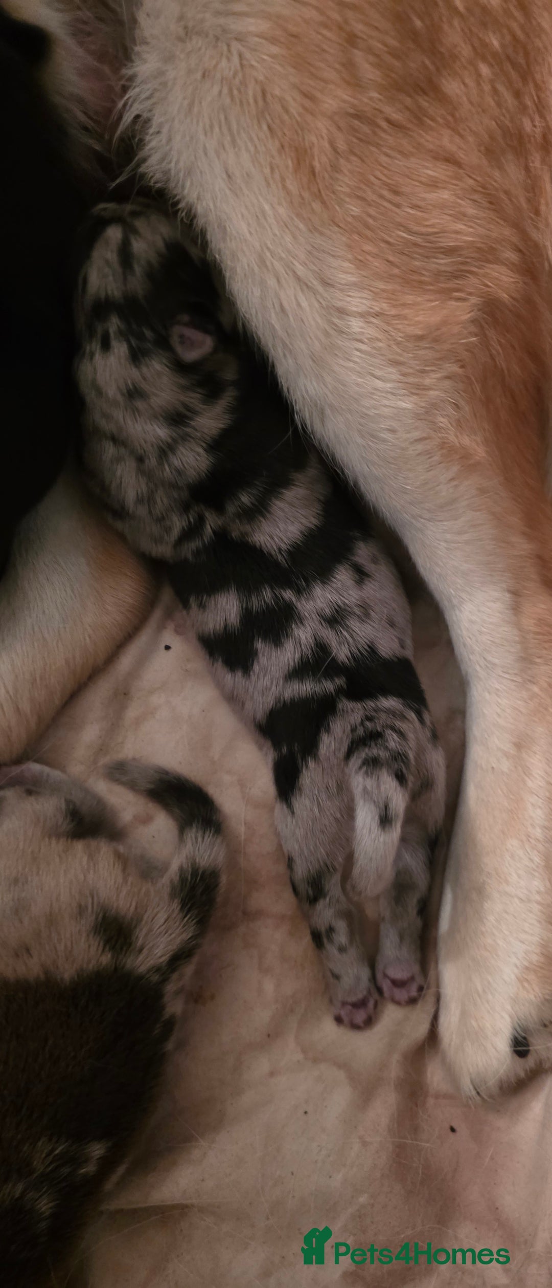 Mixed Breed dogs for sale: Adorable Merle Chowski's for sale  - Advert 6