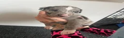Greyhound dogs for sale: Grayhound x bullmastiff  - Advert 18