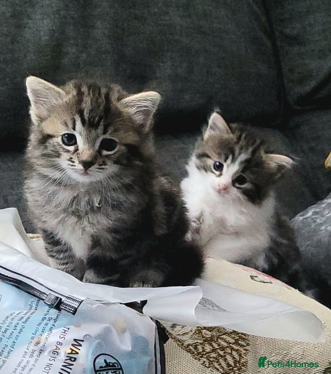 Ragdoll cats for sale: Adorable mixed Norwegian/Ragdoll left  in Dundee - Image 16