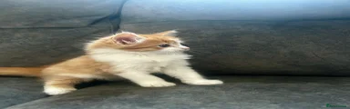 Mixed Breed Kitten 1