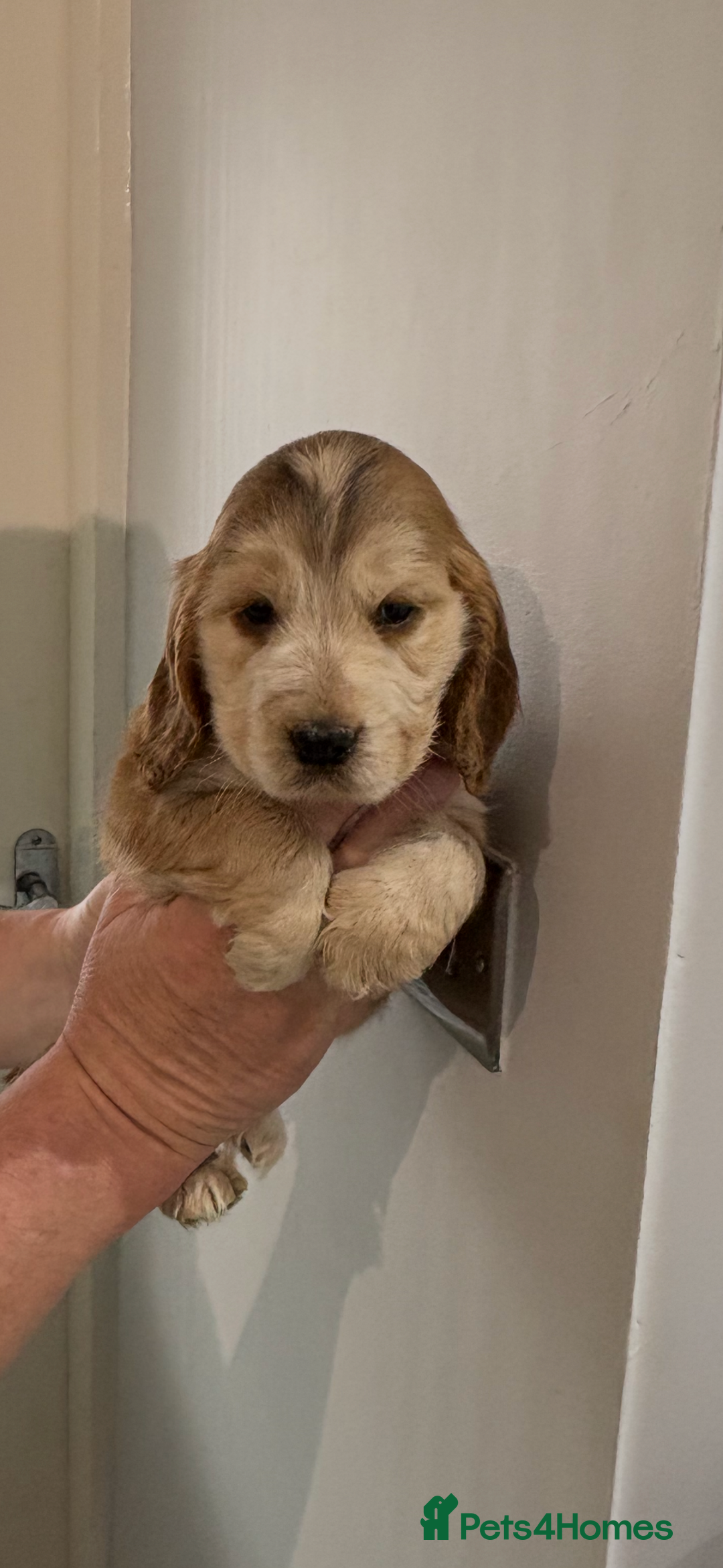 Cocker Spaniel dogs for sale:  Show Cocker spaniel puppies - Image 2
