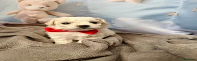 Bichon Frise 1