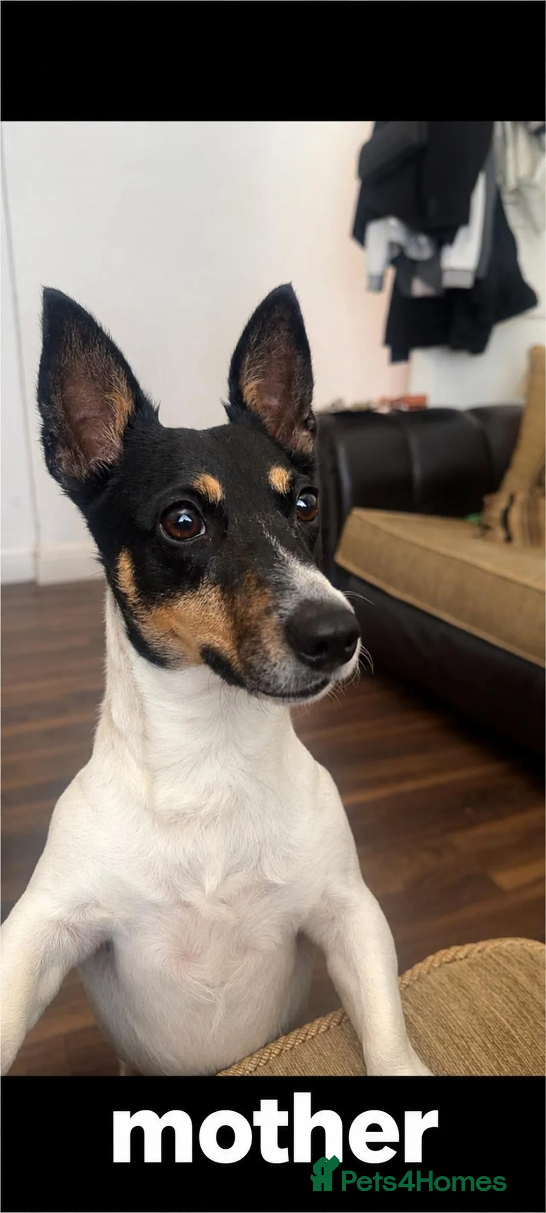 Jack Russell dogs for sale: 🐶 JACK RUSSELL PUPPIES FOR SALE 🐶 - Advert 1
