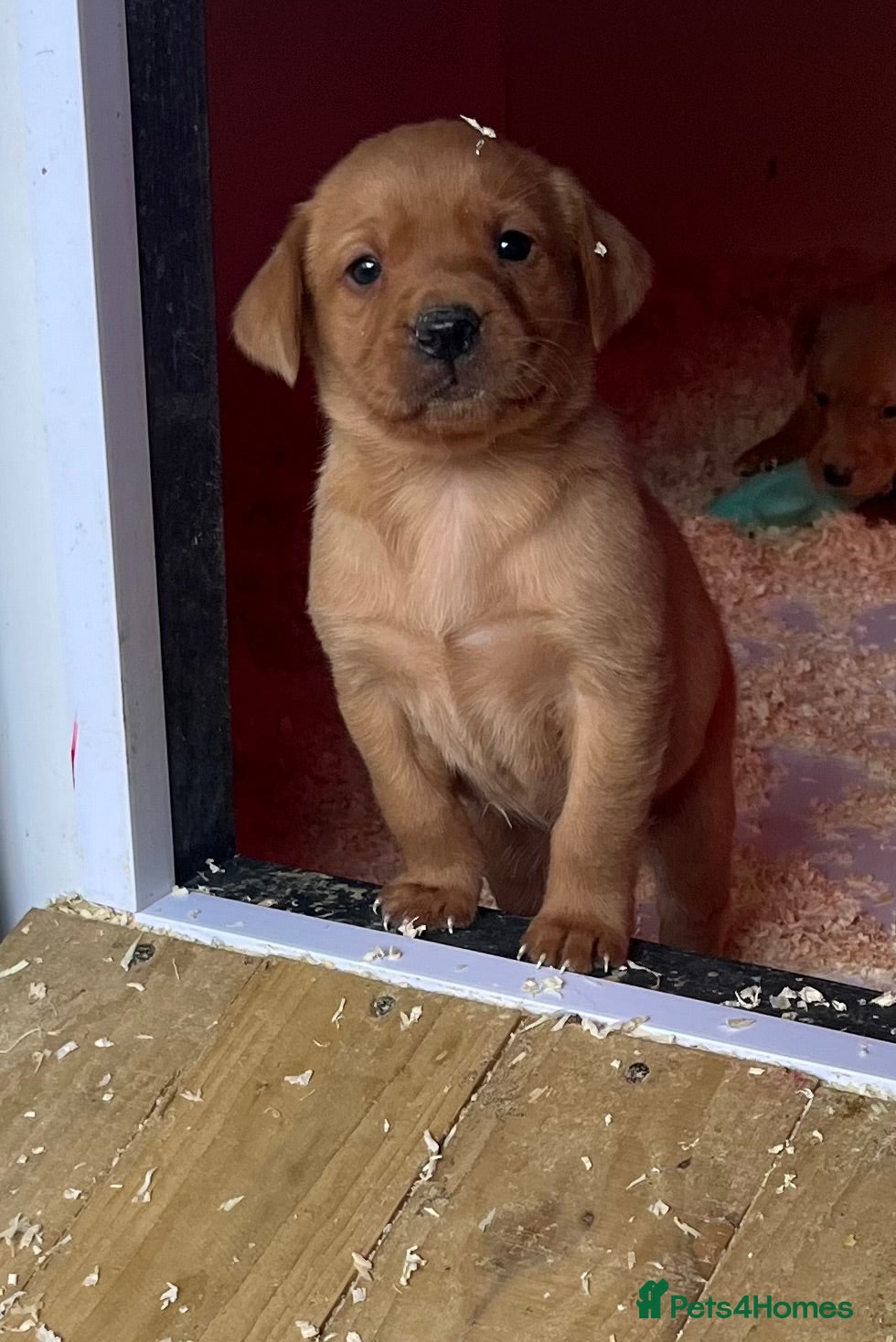 Labrador Retriever dogs Stunning Health Tested Working Bred Labrador Pups - Advert 2