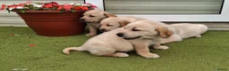 Goldador dogs for sale: Goldador Puppies  - Advert 3