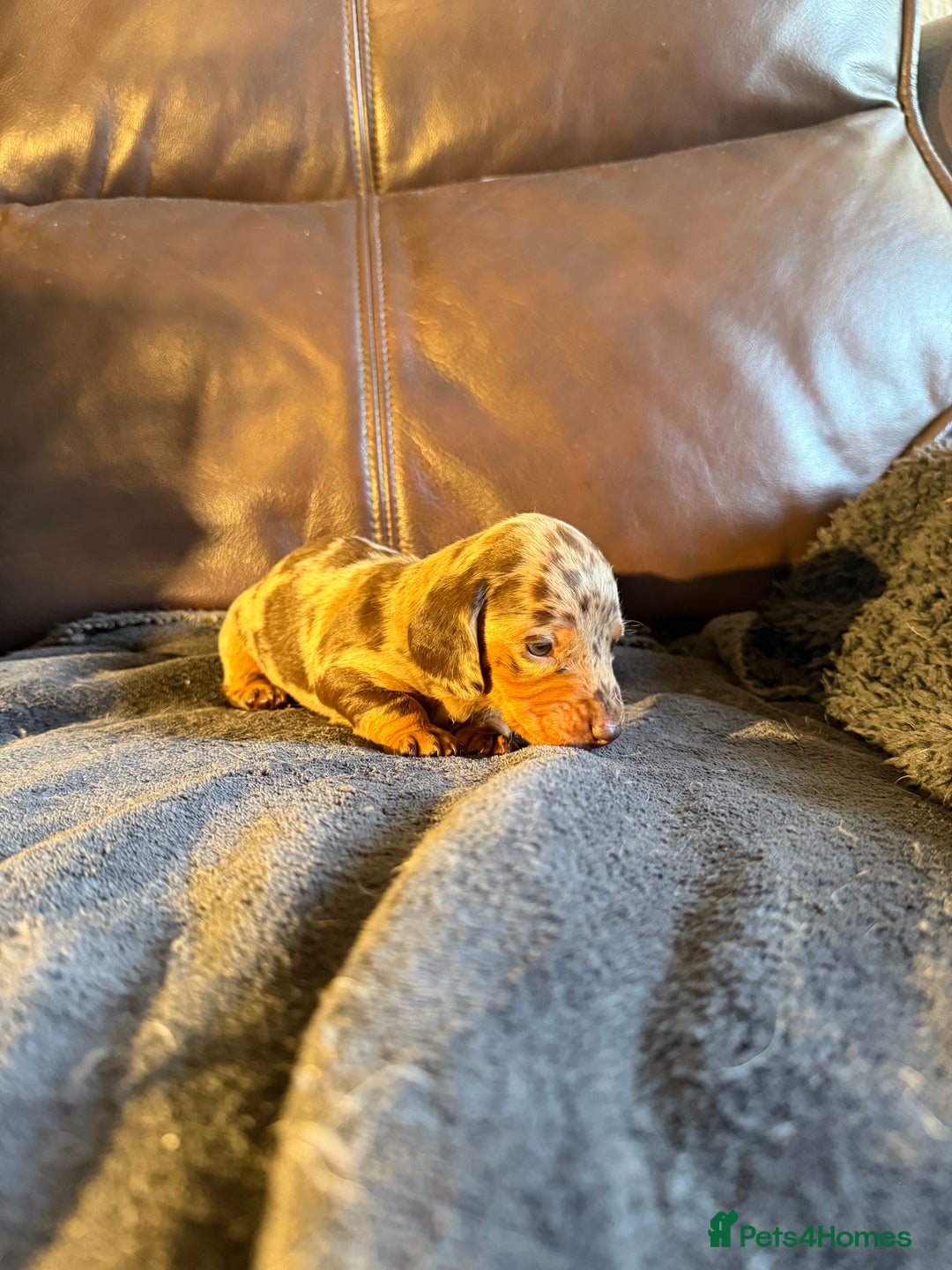 Dachshund dogs for sale: Beautiful standard dachshund puppies ❤️ - Image 9