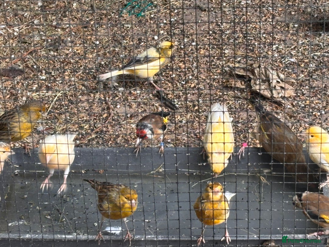 Canaries birds for sale: Canary/goldfinches/greenfinches  - Image 8