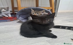 Domestic Shorthair cats for sale: Kittens for sale  - Image 4