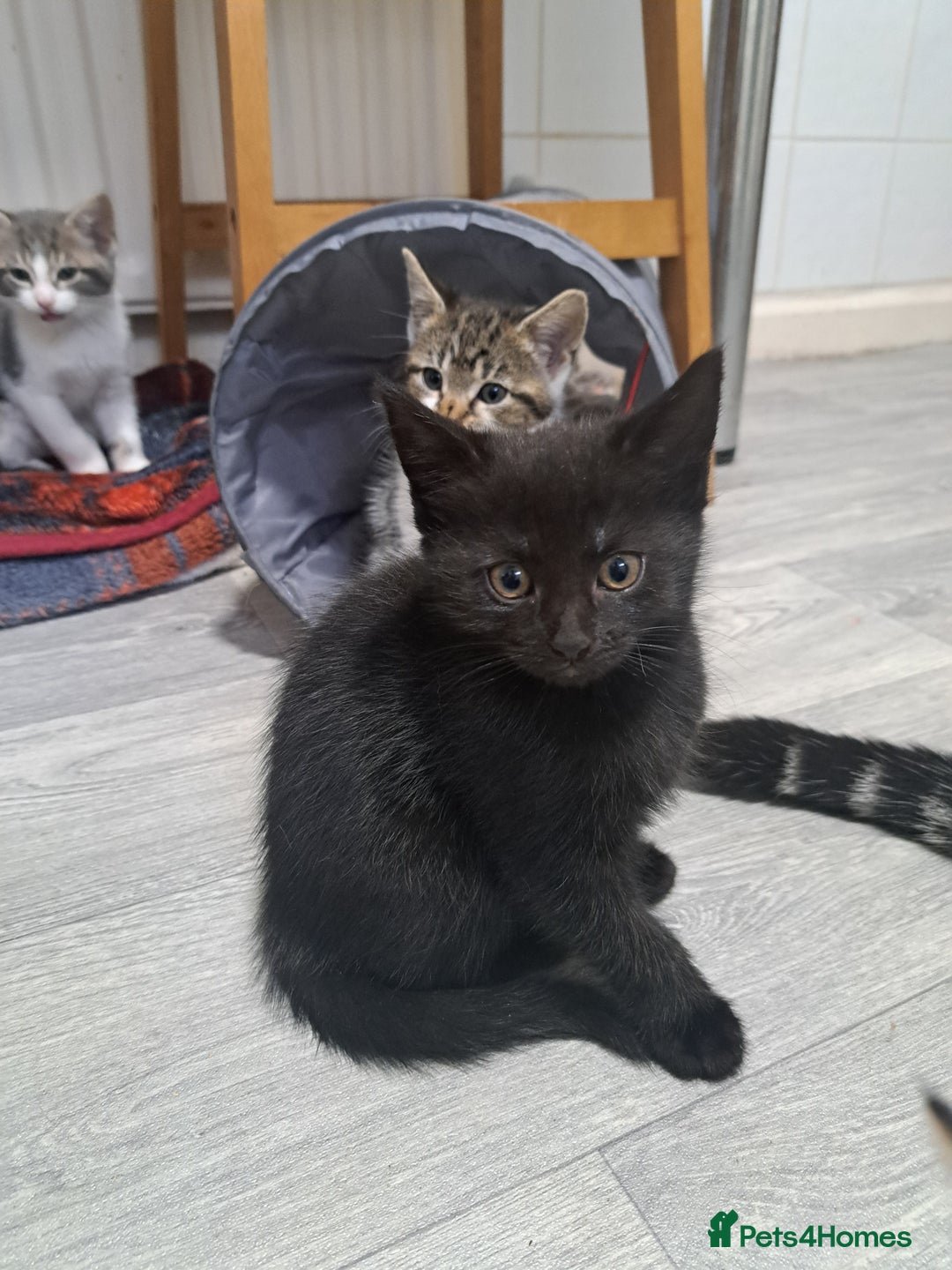 Domestic Shorthair cats for sale: Kittens for sale  - Image 4