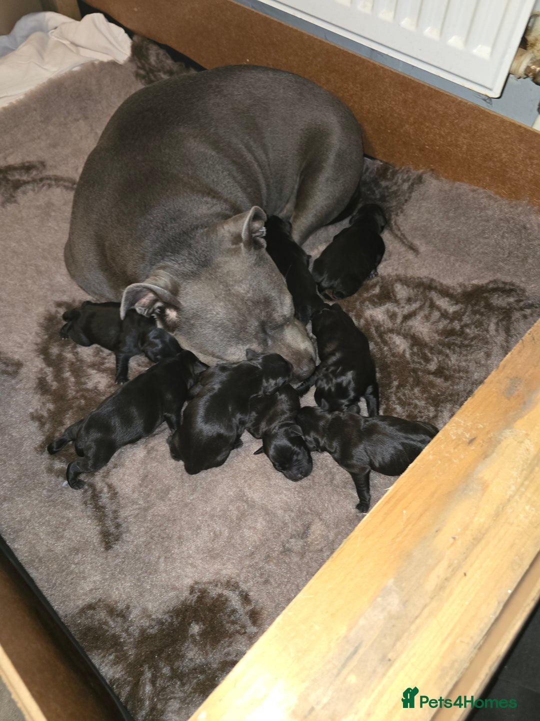 Staffordshire Bull Terrier dogs for sale: Kc registered Staffordshire bullterrier  - Advert 6