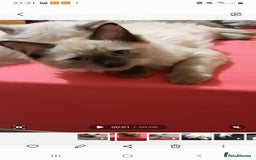 Ragdoll cats for sale: Gorgeous Ragdoll kittens  - Image 3