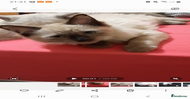 Ragdoll cats - Advert 13