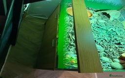 Tortoise reptiles for sale: 3 year old Herman tortoise - Image 5