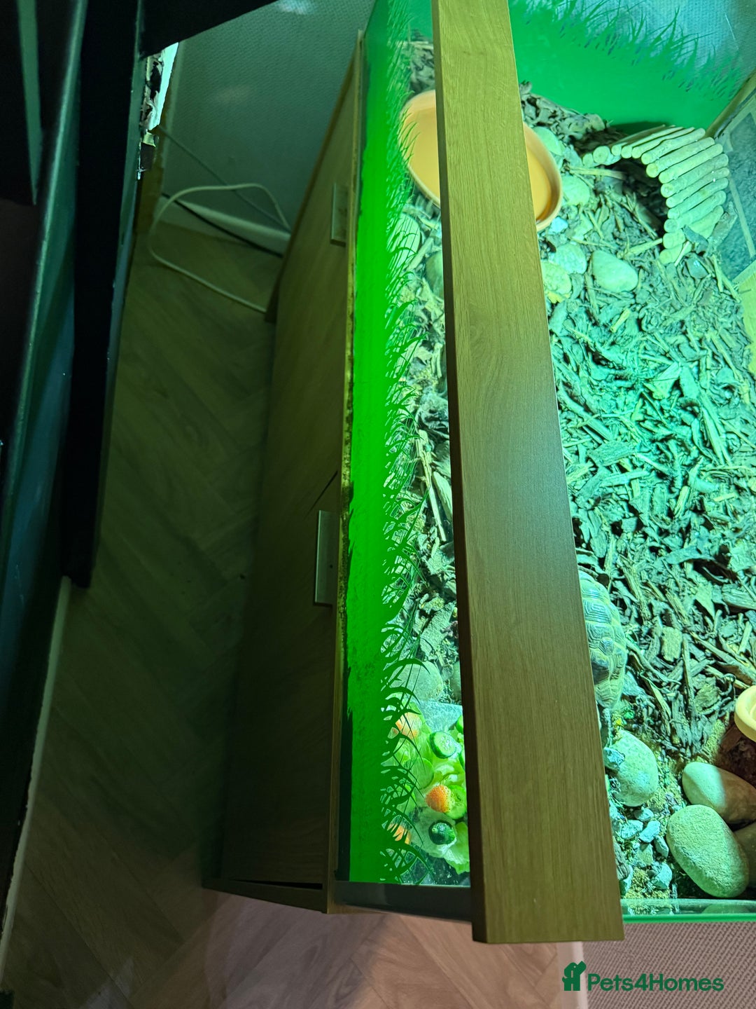 Tortoise reptiles for sale: 3 year old Herman tortoise - Image 5