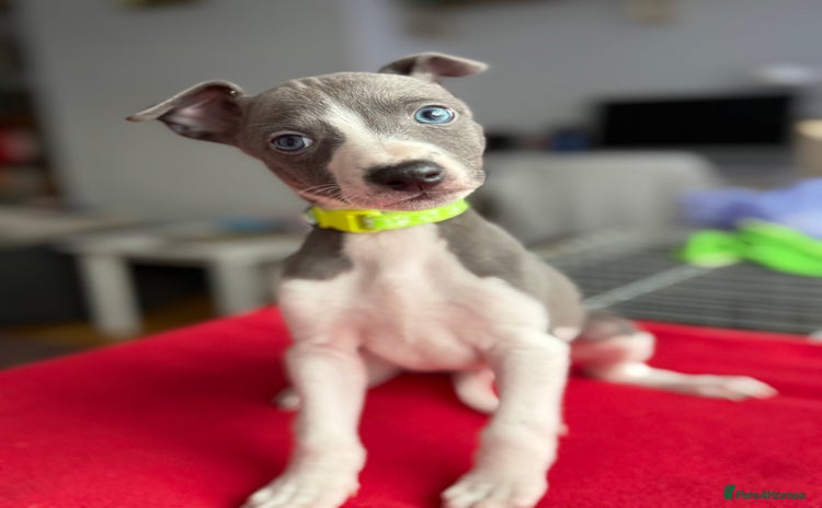 Whippet dogs - Advert 2