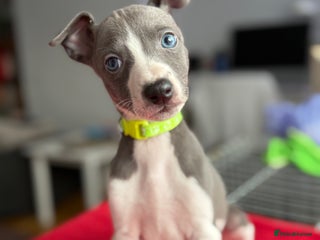Whippet dogs - Advert 5