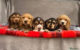 Cocker Spaniel dogs for sale: STUNNING COCKER SPANIEL PUPPIES  - Image 5