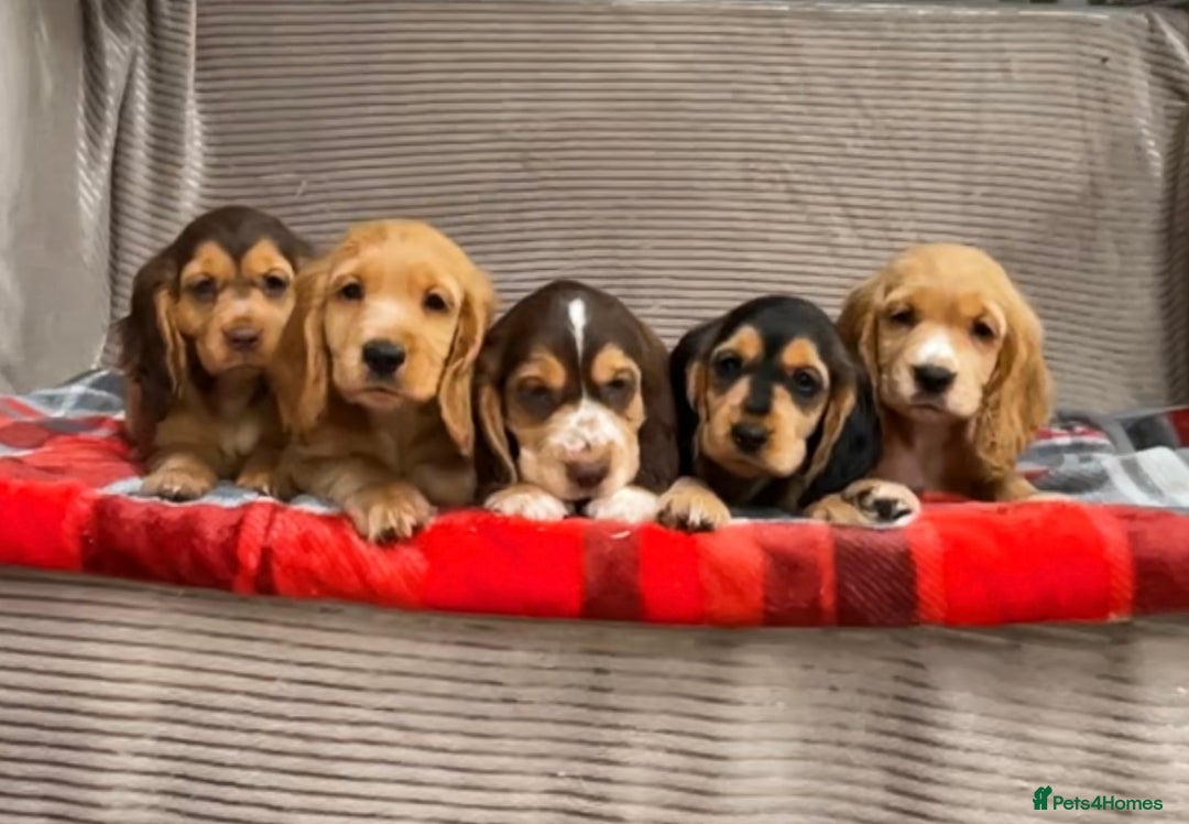 Cocker Spaniel dogs for sale: STUNNING COCKER SPANIEL PUPPIES  - Image 5